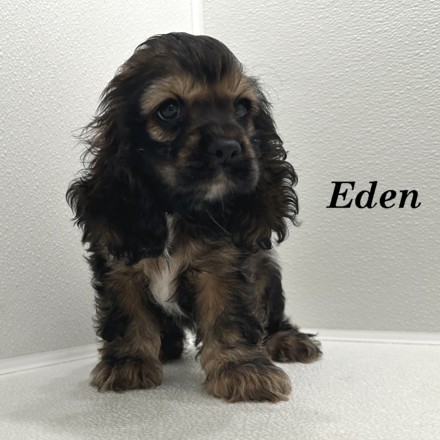 puppy, for, sale, Cocker Spaniel, Joe & Cherri  Overlease, dog, breeder, Miller, MO, dog-breeder, puppy-for-sale, forsale, nearby, find, puppyfind, locator, puppylocator, aca
